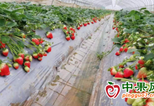 谱写北京昌平的“莓”好生活 ()