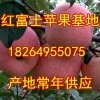 18264955075山东冷库苹果大量出库