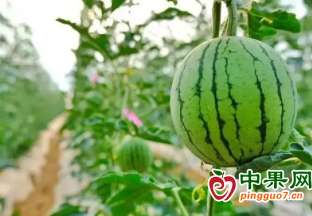 昌宁卡斯：特色水果种植助力乡村振兴 ()