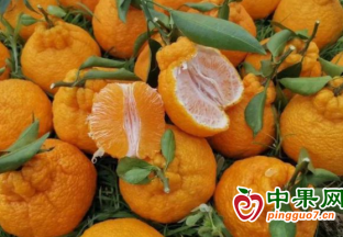 眉山丹棱第十一届不知火种植技术大比武圆满落幕 ()