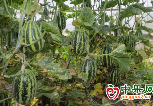 大棚甜瓜带动农民走上致富路 ()
