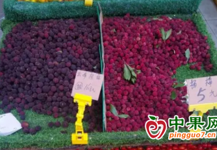 玉林：杨梅大量上市 价格“跳水” ()