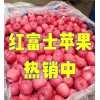 苹果外贸出口 市场批发