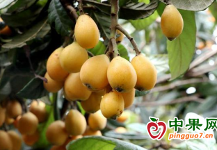 广安市邻水县：枇杷喜丰收 采摘正当时 ()