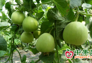 潍坊水果“国际朋友圈”持续扩容 ()