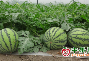 丹寨：城江西瓜“抢鲜”上市 ()