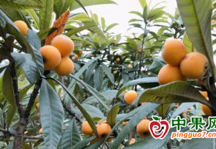 竹山县：枇杷丰收 村民笑开颜 ()