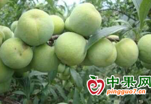 理县“小水果撬动大经济” ()