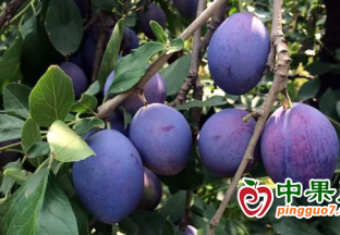 西梅丰收变致富果 职工眉开眼笑 ()
