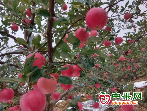 图片1