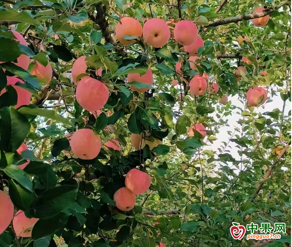 图片2