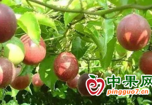 广西北流百香果丰收上市 ()