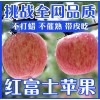 山东红富士苹果产地《坏果包赔》产地货源充足