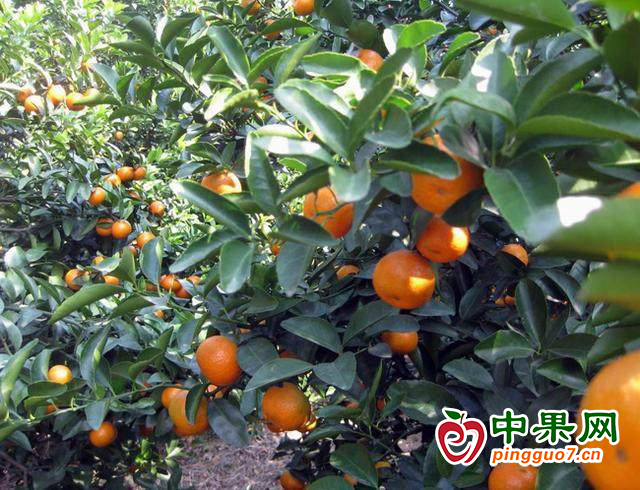 柑橘喜丰收 果农笑开颜 ()