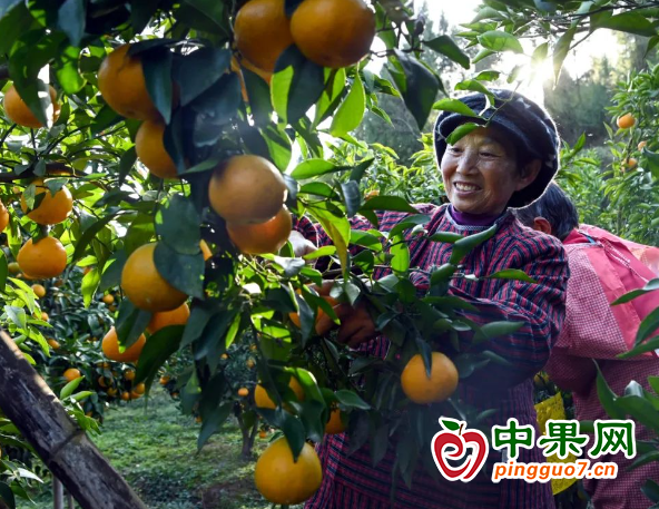 柑橘产业助农增收 ()