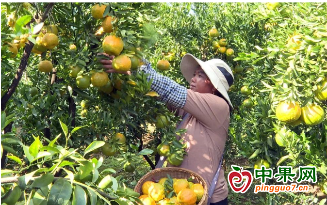 柑橘挂满枝 “甜透”果农心 ()