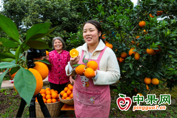 重庆市丰都县柑橘迎来采摘 ()