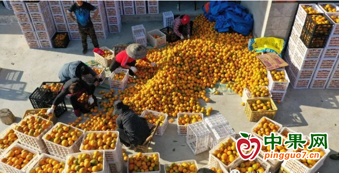 万亩柑橘迎来采收 ()