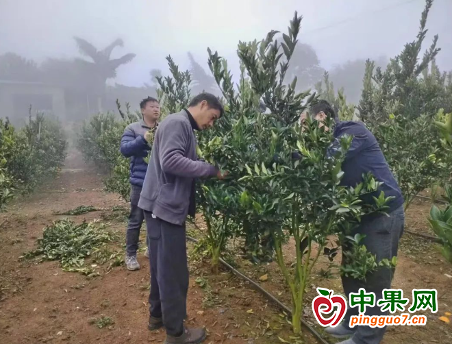 强化柑橘种植水平 助推乡村振兴 ()