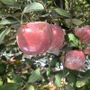 陕西红富士苹果批发红富士苹果基地价格